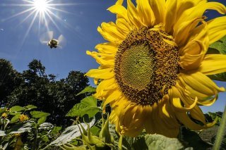 Dimanche, la barre des 30 degrés a été allègrement franchie dans plusieurs lieux en Suisse.